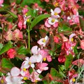 Begonia x 'Braveheart'